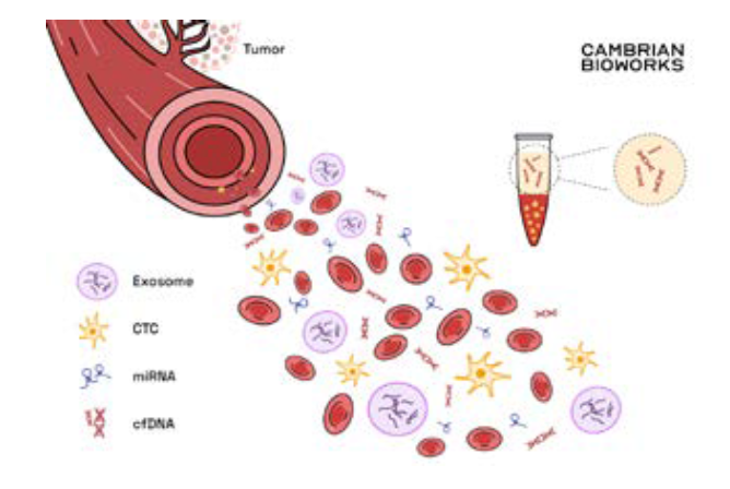 As a tumour grows, its phagocytic capability to shed and eliminate circulating tumor cells, miRNA, exosomes and cell-free DNA into the bloodstream also escalates.