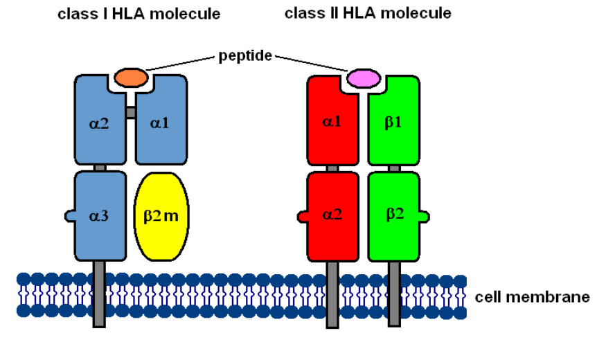 How does Human Leukocyte Antigens (HLA) work?