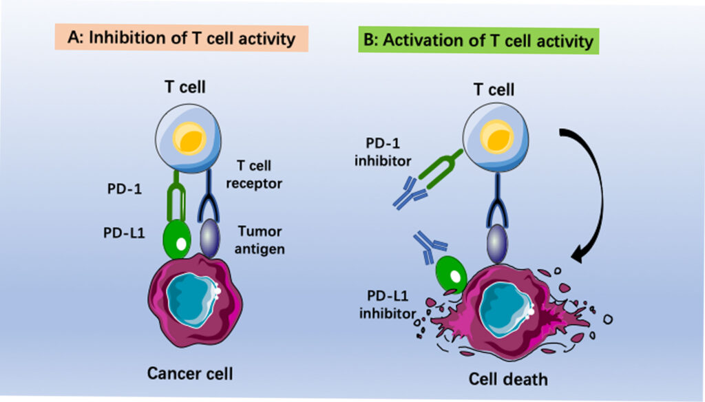 One of the checkpoint proteins is programmed cell death protein 1 (PD-1), present on the surface of T cells. Cancer cells have high levels of programmed death-ligand 1 (PD-L1) on their surface. This binds with PD-1 to prevent the immune system from attacking them